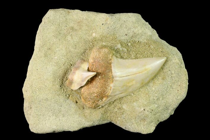 Fossil Mako Shark & Tiger Shark Tooth - Bakersfield, CA #144449